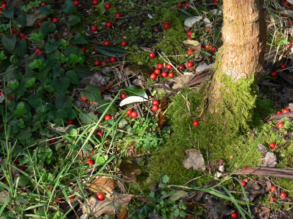 Houx bois des moutiers